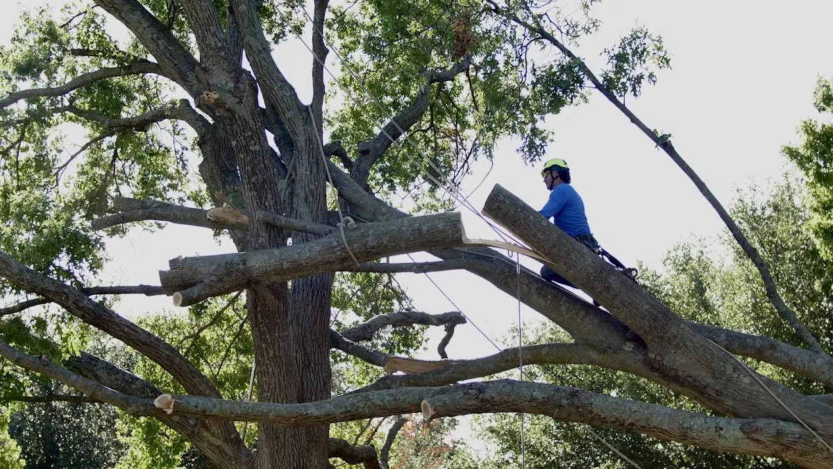 Professional Crown Thinning performed by certified arborists in Eastford